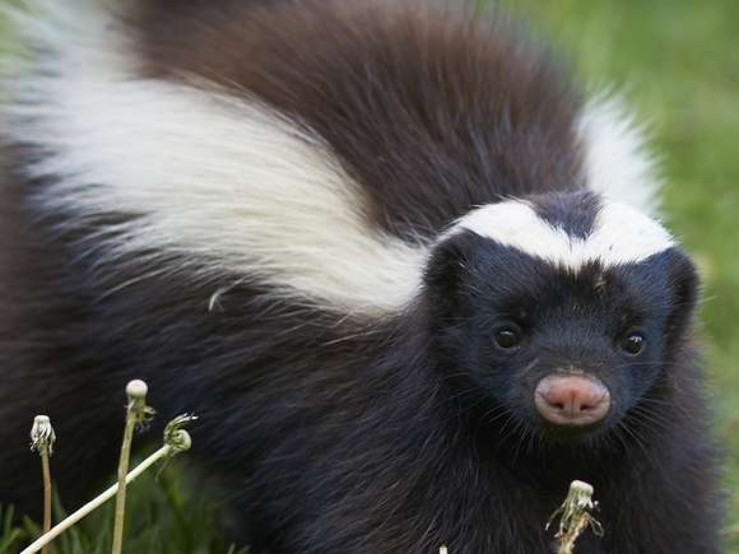 odorable skunk